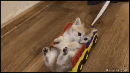 Kitty Kitten GIF - Kitty Kitten Cute - Discover & Share GIFs Click to view the GIF
