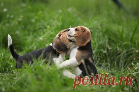 10 удивительных фактов о животных