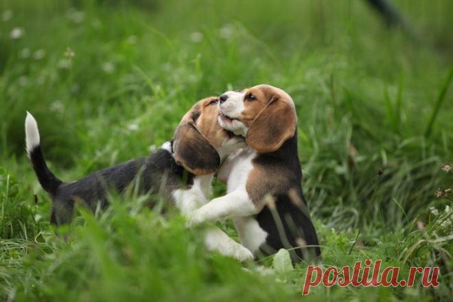 10 удивительных фактов о животных