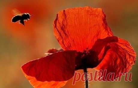 ᴼᴿᴵᴳᴵᴺᴬᴸ   SМАЙЛИКИ   (ړײ)