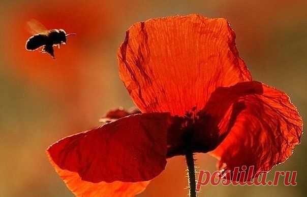 ᴼᴿᴵᴳᴵᴺᴬᴸ   SМАЙЛИКИ   (ړײ)