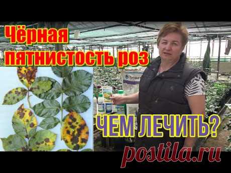 Чёрная пятнистость роз, чем лечить?