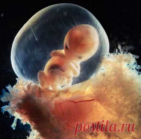 18 фото-фактов о том, какими вы были до рождения