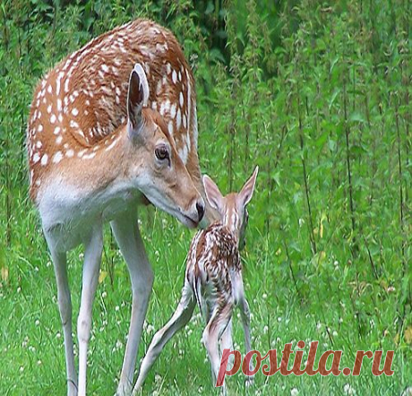 Материнская любовь у животных