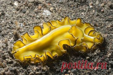 Ароморфозы плоских червей: Трехслойность и органы