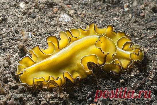 Ароморфозы плоских червей: Трехслойность и органы