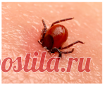 🕷️ Извлечение клеща или что делать если обнаружили его