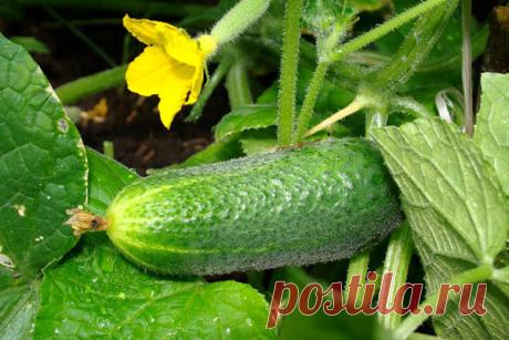 Подкормка огурцов молоком