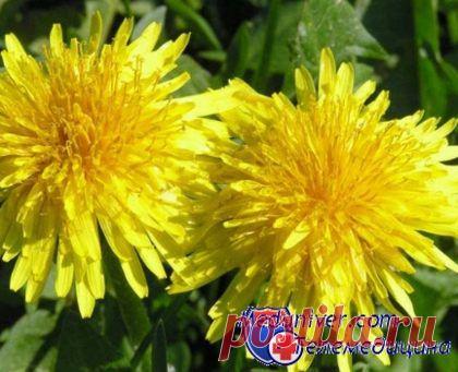 Одуванчик - не сорняк, а лекарство. Май - пора собирать одуванчики