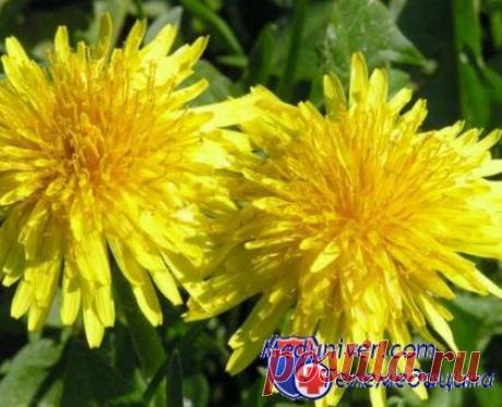 Одуванчик - не сорняк, а лекарство. Май - пора собирать одуванчики