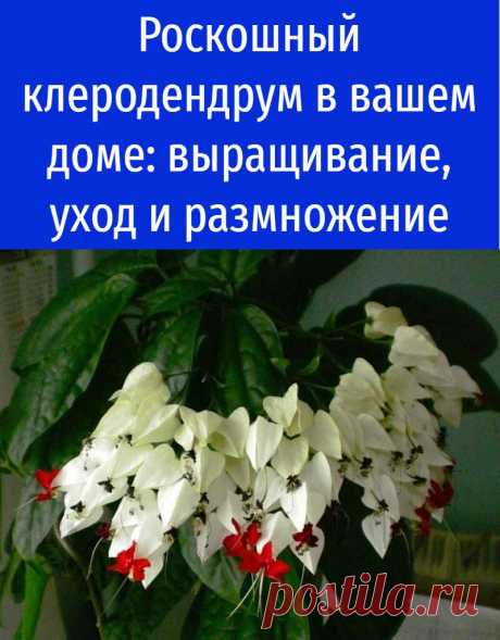 Роскошный клеродендрум в вашем доме: выращивание, уход и размножение