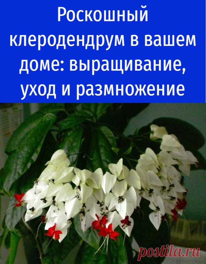Роскошный клеродендрум в вашем доме: выращивание, уход и размножение