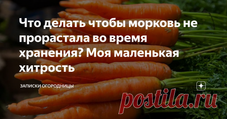 Что делать чтобы морковь не прорастала во время хранения? Моя маленькая хитрость