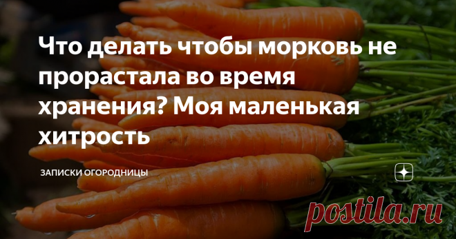 Что делать чтобы морковь не прорастала во время хранения? Моя маленькая хитрость