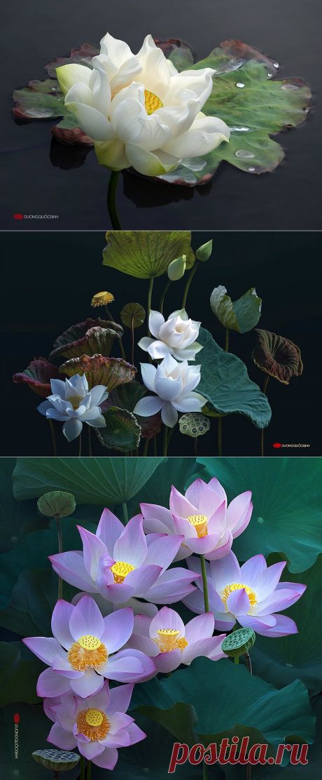 ЛОТОСЫ ДУОНГ ДИНЬ КУОК ВЬЕТНАМ ЧАСТЬ 1