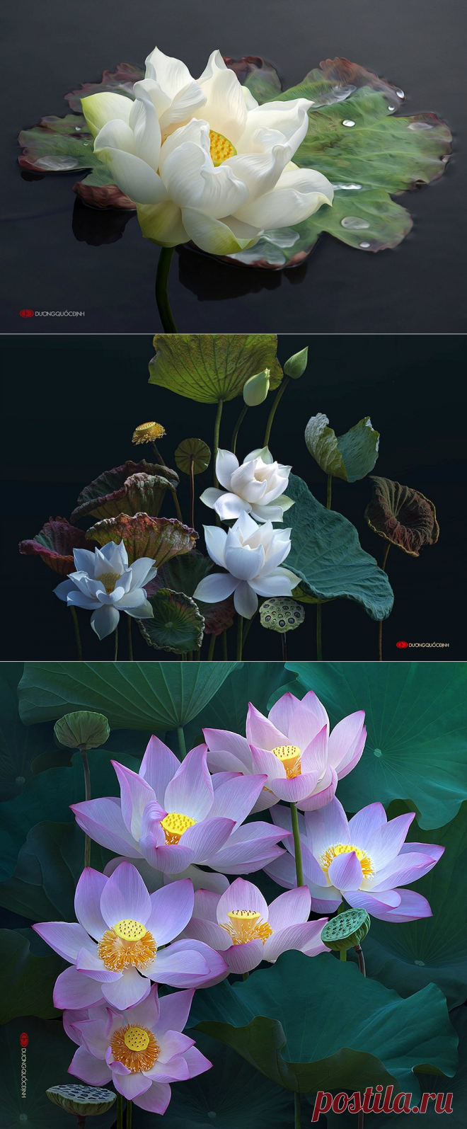 ЛОТОСЫ ДУОНГ ДИНЬ КУОК ВЬЕТНАМ ЧАСТЬ 1