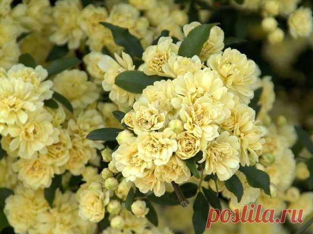 Роза Бэнкс “Лютеа” (Rosa Banksiae ‘Lutea’)