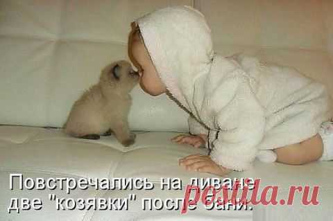 (+1) тема - По сусекам, из комментариев ... Разное | Четвероногий юмор