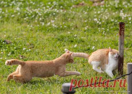 Часть 2. 25 снимков смешных кошек. Фотограф говорит, что хочет сделать людей счастливыми своими фотографиями кошек, и он, безусловно, доставляет всем радость. Для справки: Сэйдзи Мамийа родился в Токио (Япония), фотографирует на камеру Canon EOS 5D Mark II. Он одерживал победу во многих фото конкурсах. В 2014 году он даже опубликовал книгу со своими красочными ситуативными фотографиями семейства кошачьих. #котэ #кошки