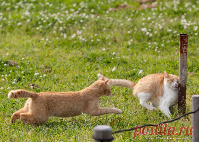 Часть 2. 25 снимков смешных кошек. Фотограф говорит, что хочет сделать людей счастливыми своими фотографиями кошек, и он, безусловно, доставляет всем радость. Для справки: Сэйдзи Мамийа родился в Токио (Япония), фотографирует на камеру Canon EOS 5D Mark II. Он одерживал победу во многих фото конкурсах. В 2014 году он даже опубликовал книгу со своими красочными ситуативными фотографиями семейства кошачьих. #котэ #кошки