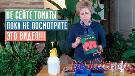 СЕЕМ ТОМАТЫ: рассада будет крепкая и здоровая