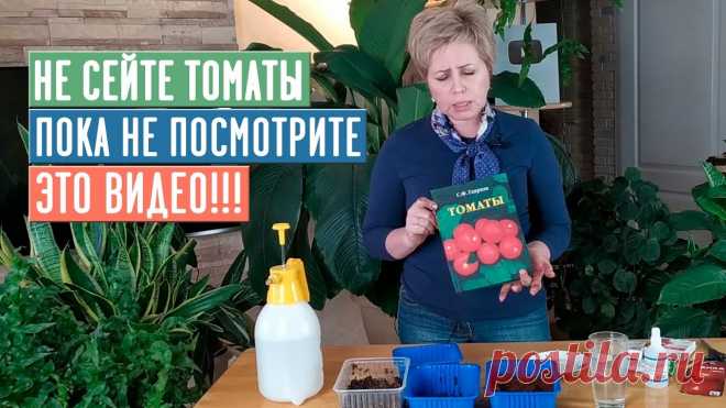 СЕЕМ ТОМАТЫ: рассада будет крепкая и здоровая
