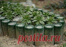 Клумбы из стеклянных бутылок.