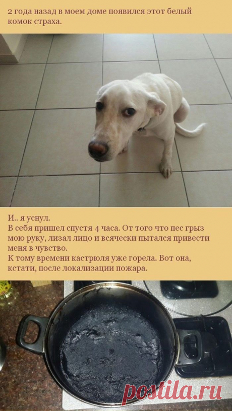Как пес отплатил своему хозяину