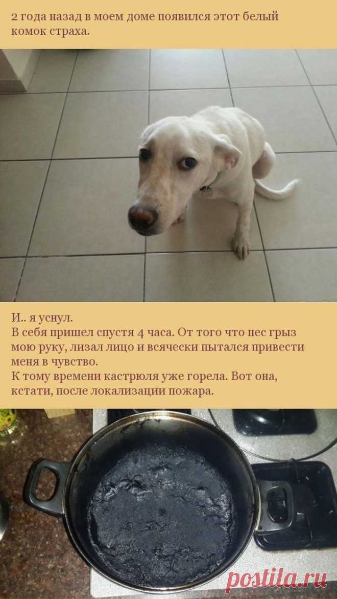 Как пес отплатил своему хозяину