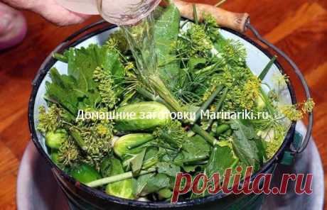 Огурцы квашеные как из бочки в банках