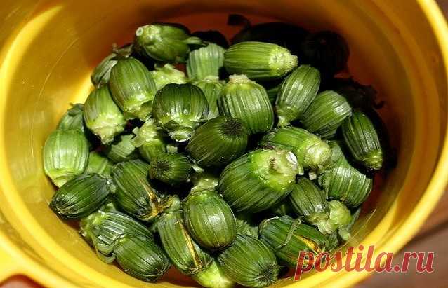 Одуванчик - ЭЛИКСИР ЖИЗНИ А КАКОЕ ЛЕКАРСТВО!!!

Лекарственный одуванчик — растение неприхотливое, но содержащее в себе добрую половину химических элементов таблицы Менделеева.
Натрий, калий, марганец, магний, алюминий, железо, медь, кальций, а также витамины А, С, F и группы В.
Издавна за одуванчиком закрепился статус «эликсира жизни», обладающего болеутоляющим, желчегонным, мочегонным, потогонным, противовоспалительным и тонизирующим действиями.

Во Франции его разводят н...