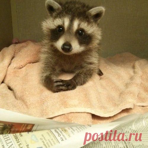 20 милейших енотов, которые никого не оставят равнодушными