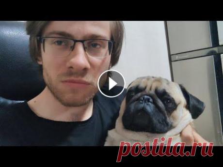 ОБЗОР на МОПСА Видео обзор на моего мопса. Наш магазин вещей: Сотрудничество: sergeyutkin99@gmail.com...