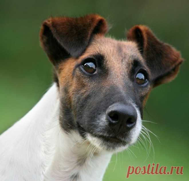 Порода собак фокстерьер