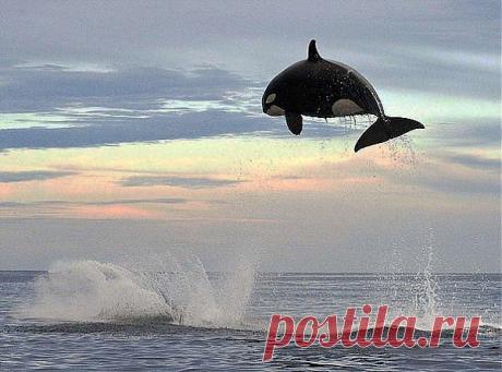 Прыжок касатки.