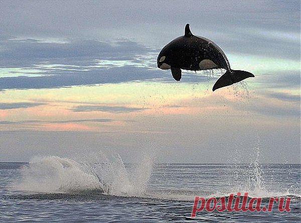 Прыжок касатки.