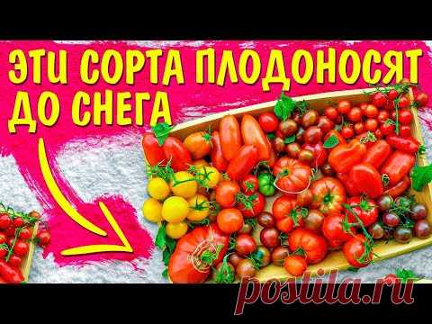 ПЛОДОНОСЯТ ДО СНЕГА! ТОП ТОМАТОВ ДЛЯ 2022 ГОДА