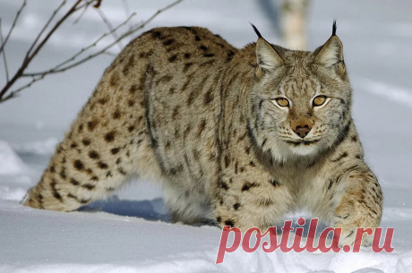 Фотография - Google Фото