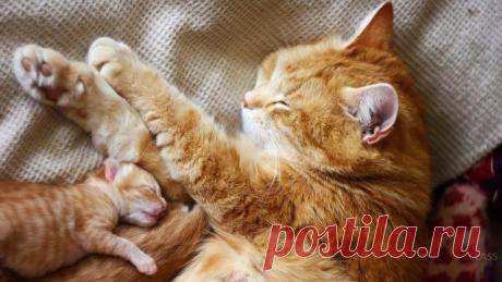 Фото кошки с котятами