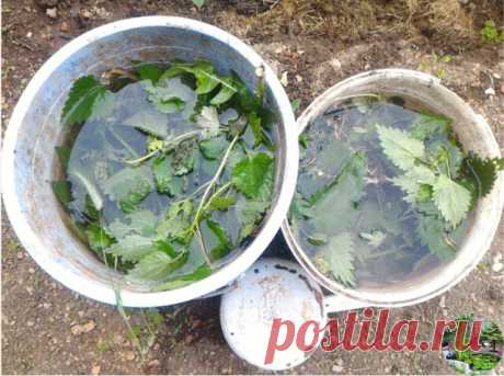 КРАПИВА ДЛЯ ТОМАТОВ - ЛУЧШИЙ ДРУГ И ПОМОЩНИК

Один из самых главных "любителей" крапивы - томат. Расскажу как, куда и зачем я использую крапиву на томатных грядках.

1. При посадке в лунку
Крапива - это настоящая кладезь полезных микроэлементов. Она богата витаминами, кальцием, железом, кремнием, марганцем и другими полезными веществами. И для того, чтобы рассада томатов с первых дней жизни в теплице или открытом грунте набиралась сил, здоровья, энергии и иммунитета, я в л...