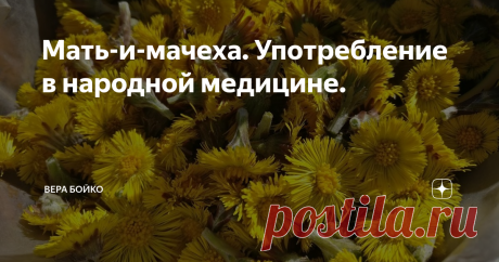 Мать-и-мачеха. Употребление в народной медицине. Пришла весна, самое время собирать цветы мать-и-мачехи и молодые листики - через 2-3 недели после того как обсеменятся корзины.
Мать-и мачеха великолепное лекарственное растение.
Употребление в народной медицине.
Мать-и-мачеха является старинным средством против кашля и удушья. Её листья, обладающие выраженным отхаркивающим и мягчительным действием, широко применяют при лечении болезней