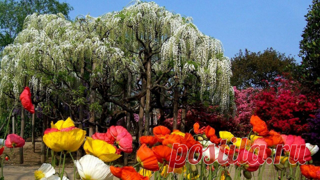 Цветочная сказка Японии (30 фото)