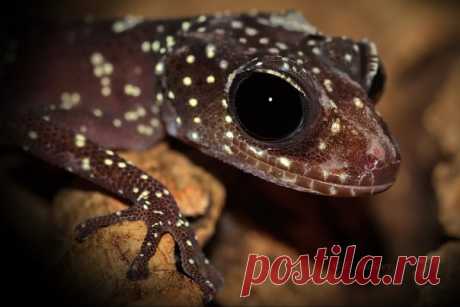 Paroedura masobe