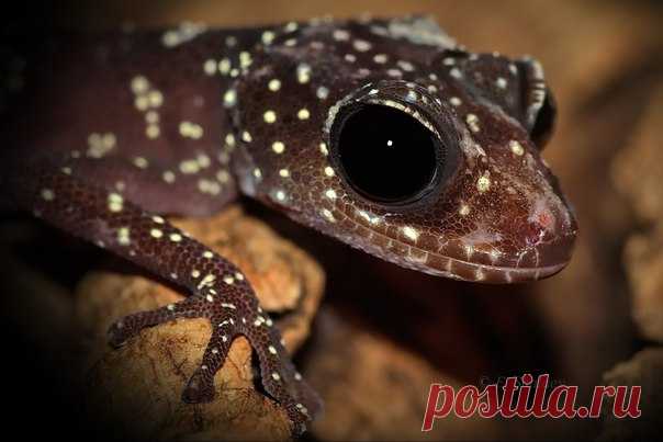 Paroedura masobe