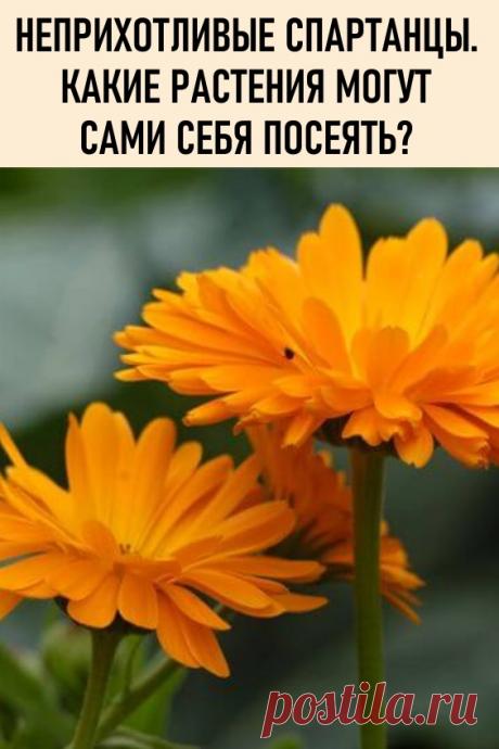Неприхотливые спартанцы. Какие растения могут сами себя посеять?