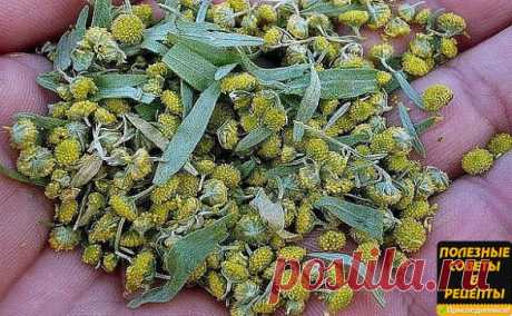 Полынь - лекарство от многих болезней!
Полынь - это сильнейшее средство дано для быстрого приведения больных в порядок.
Лечение полынью очищает тело от всяких вредных организмов, находящихся в нем (это разного рода простейшие - трихомонады, хламиды, герпес, кандида, лямблии, эхинококковая инфекция)., излечивает бессоницу, нервные болезни и восстанавливает обмен веществ, в результате чего исчезает ожирение и лишний вес.
Полынная терапия снимает почти все воспалительные проц...