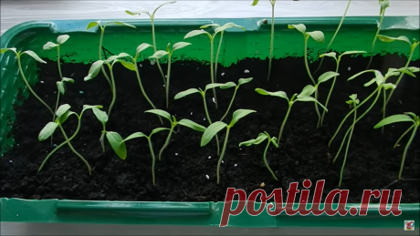 Томаты. Спасаем вытянувшуюся рассаду | Частный сектор | Яндекс Дзен