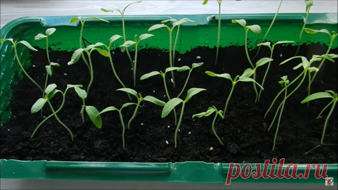 Томаты. Спасаем вытянувшуюся рассаду | Частный сектор | Яндекс Дзен