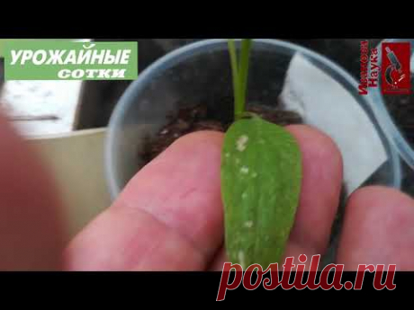 Главная беда рассады и 3 простых решения. Пятна, скручивания и подсыхание листьев - это все ОН!
