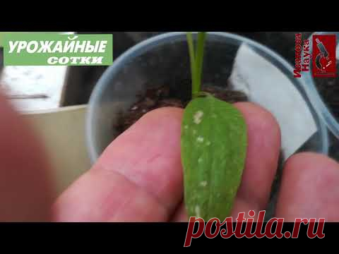 Главная беда рассады и 3 простых решения. Пятна, скручивания и подсыхание листьев - это все ОН!